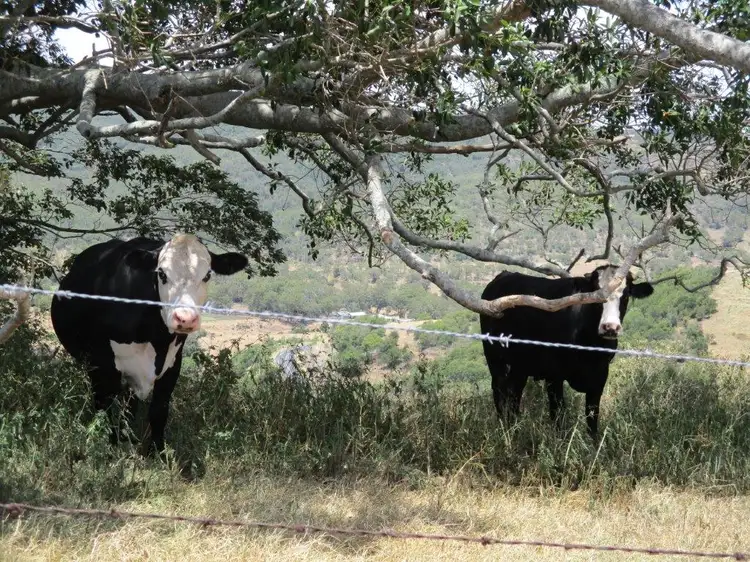 Third view of Homely rural property listing, 105 ACRES, GRAZING PARADISE,, Bell QLD 4408