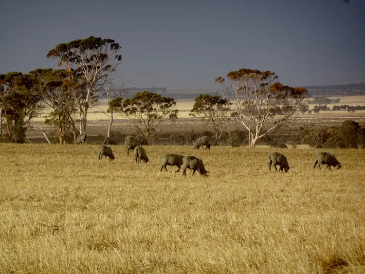 "Ashfield" Lots 16625 and 26966 Brookton Hwy, Kondinin WA 6367
