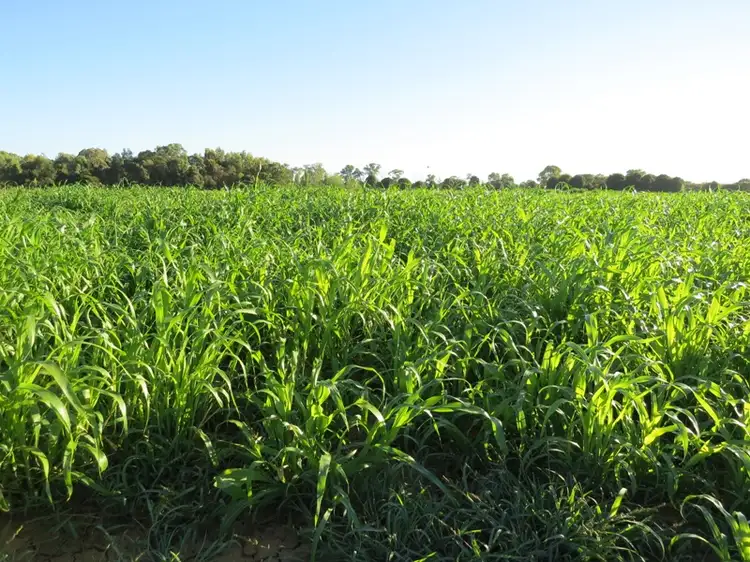 606 Healy Road, Cobram East VIC 3644