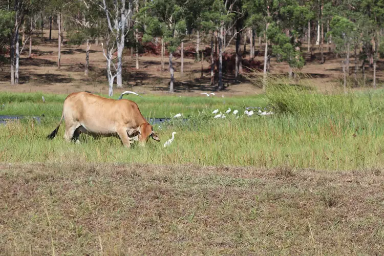 Second view of Homely rural property listing, Lot 13 Hogarth Range Road, Leeville NSW 2470