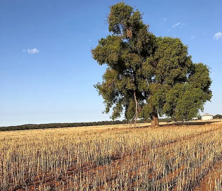 Second view of Homely rural property listing, - West Wyalong Condobolin Road, West Wyalong NSW 2671
