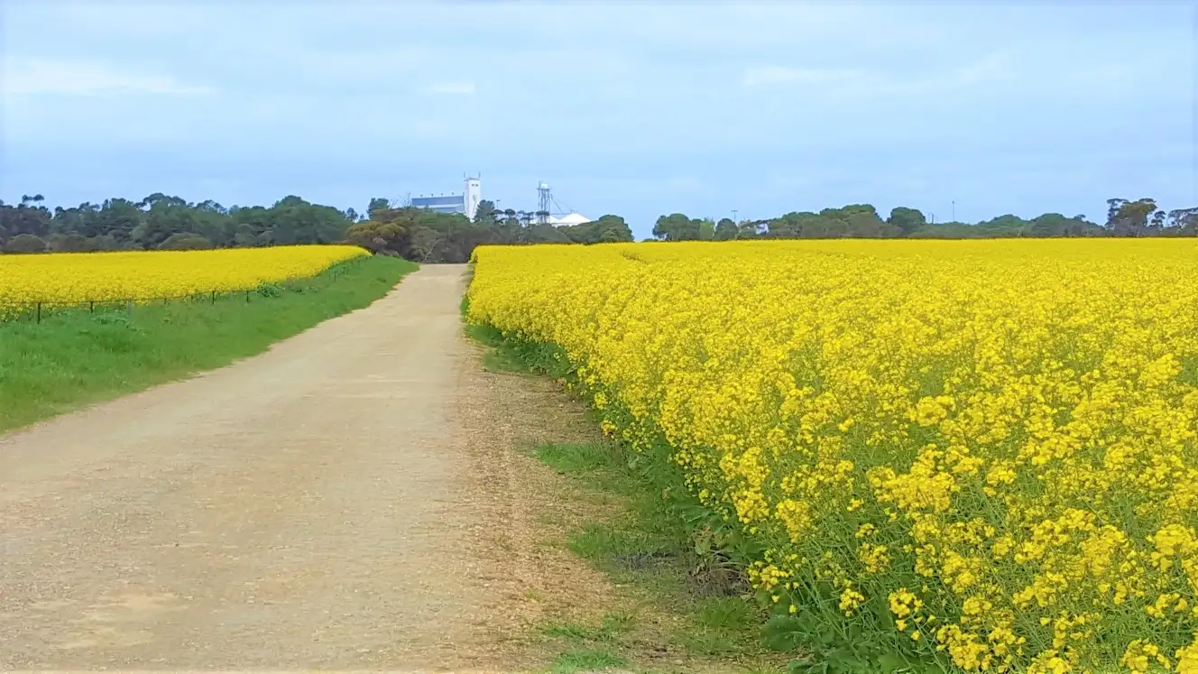 Main view of Homely rural property listing, 23 Tauragat Well Road, Coonalpyn SA 5265