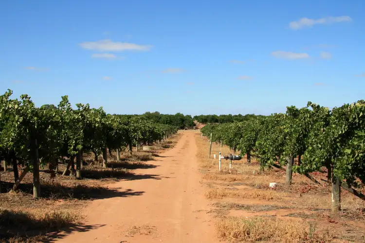 Fourth view of Homely rural property listing, Lot 11 Anderson Road, Loxton SA 5333