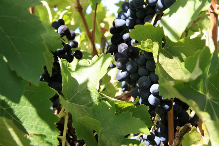 Seventh view of Homely rural property listing, Lot 11 Anderson Road, Loxton SA 5333