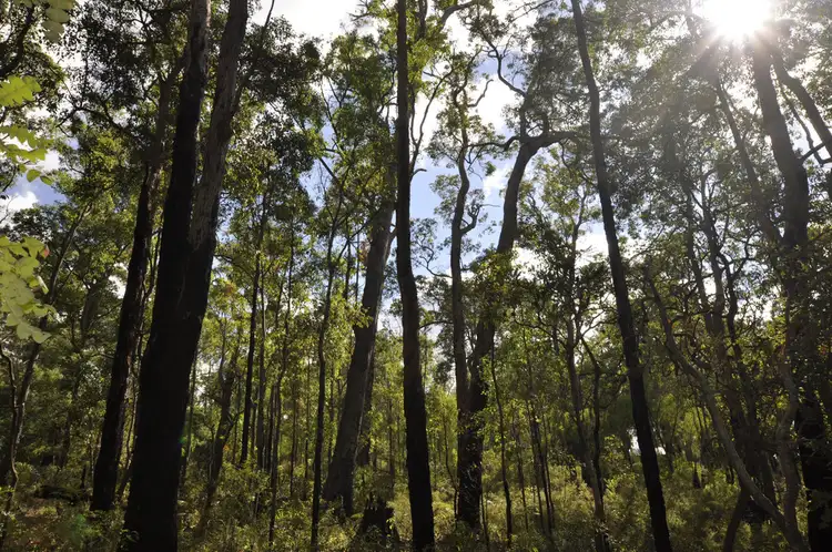 Fifth view of Homely land listing, Lot 21 KARRI LANE, Quinninup WA 6258