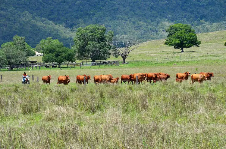 130 Galvin Road, Bajool QLD 4699