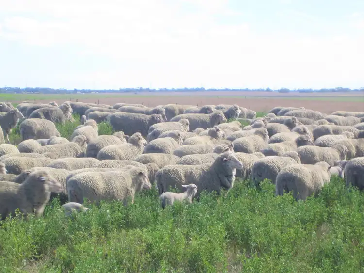 Second view of Homely rural property listing, 2473 Dukes Highway, Coomandook SA 5261