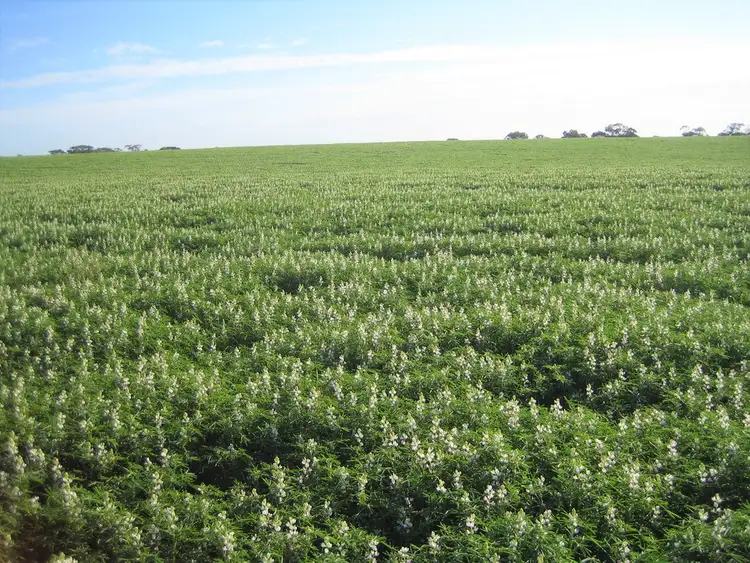 Fourth view of Homely rural property listing, 2473 Dukes Highway, Coomandook SA 5261