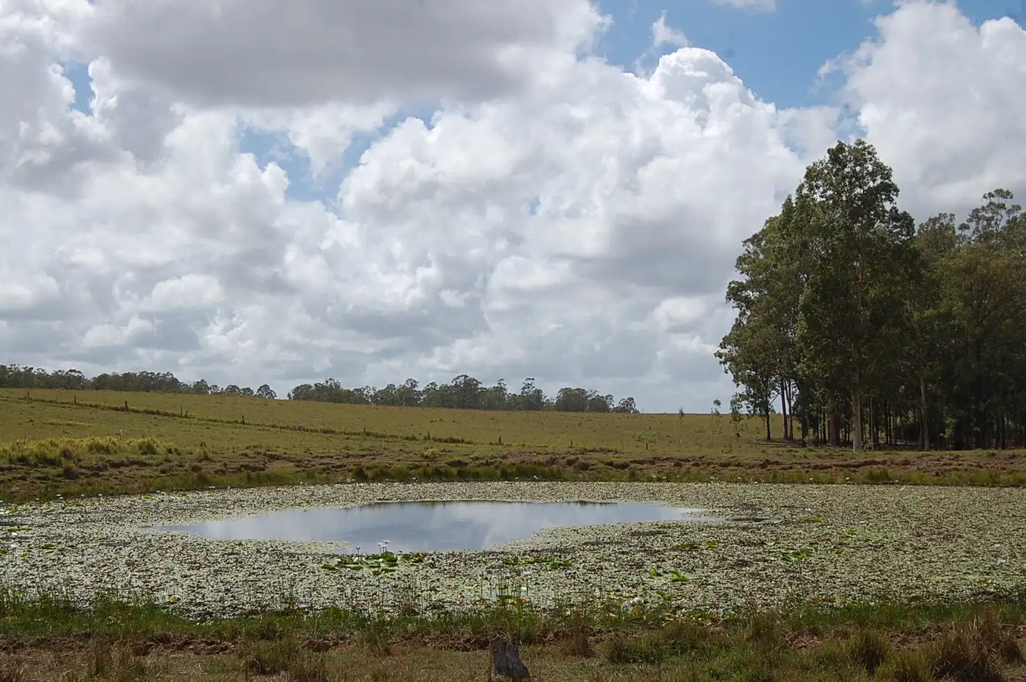 Main view of Homely rural property listing, 255 Avenue Road, Myrtle Creek NSW 2469