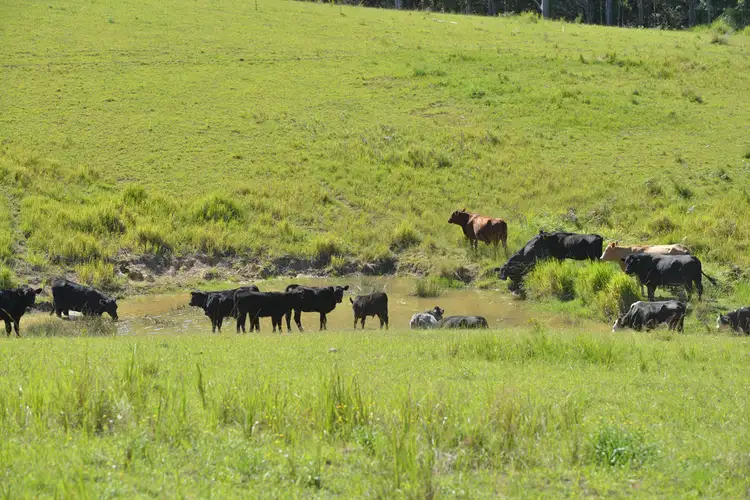 Fourth view of Homely rural property listing, Lots 34, 1, 93, 120 & 128 Nowendoc Road, Knorrit Flat NSW 2424