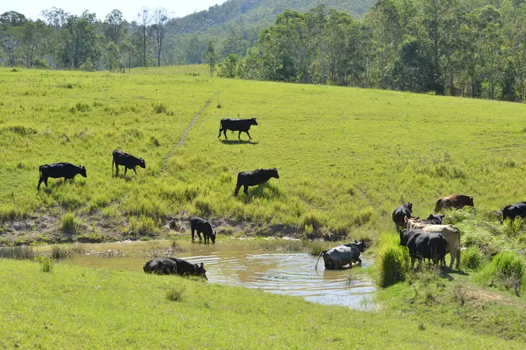 Fifth view of Homely rural property listing, Lots 34, 1, 93, 120 & 128 Nowendoc Road, Knorrit Flat NSW 2424