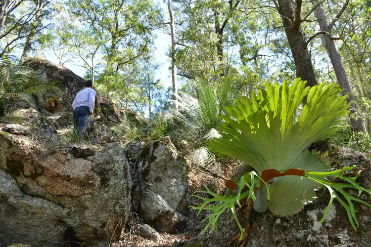 Second view of Homely rural property listing, Lot 156 Nowendoc Road, Knorrit Flat NSW 2424
