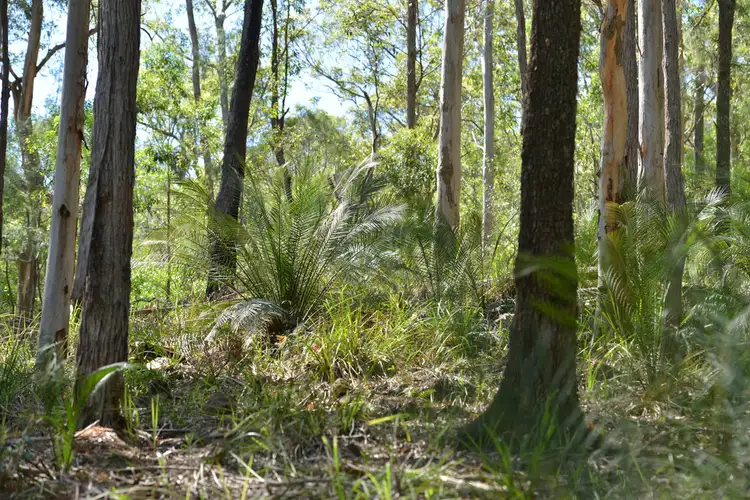 Third view of Homely rural property listing, Lot 156 Nowendoc Road, Knorrit Flat NSW 2424