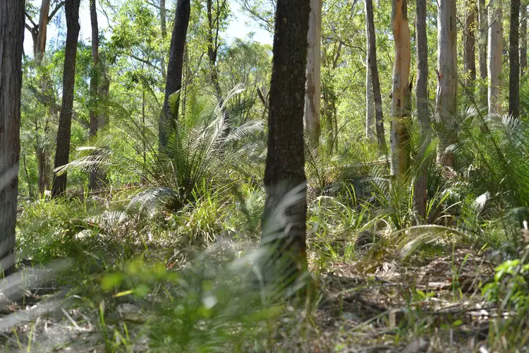 Fourth view of Homely rural property listing, Lot 156 Nowendoc Road, Knorrit Flat NSW 2424