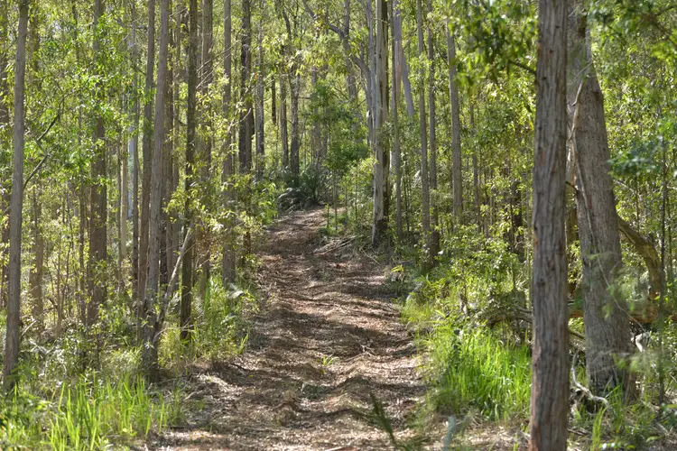 Fifth view of Homely rural property listing, Lot 156 Nowendoc Road, Knorrit Flat NSW 2424