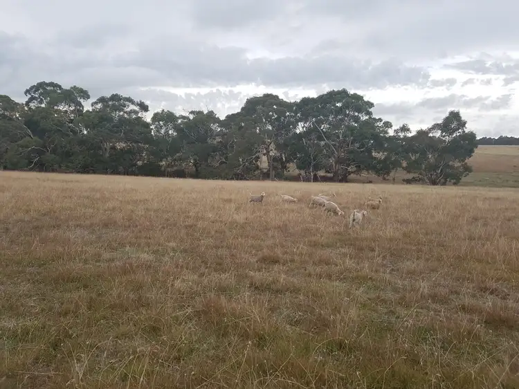 Seventh view of Homely rural property listing, Lot 1 Emu Flat-Baynton Road, Tooborac VIC 3522