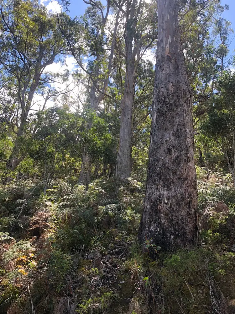 Lot 2, 80 Top Road, Blackwood Creek TAS 7301