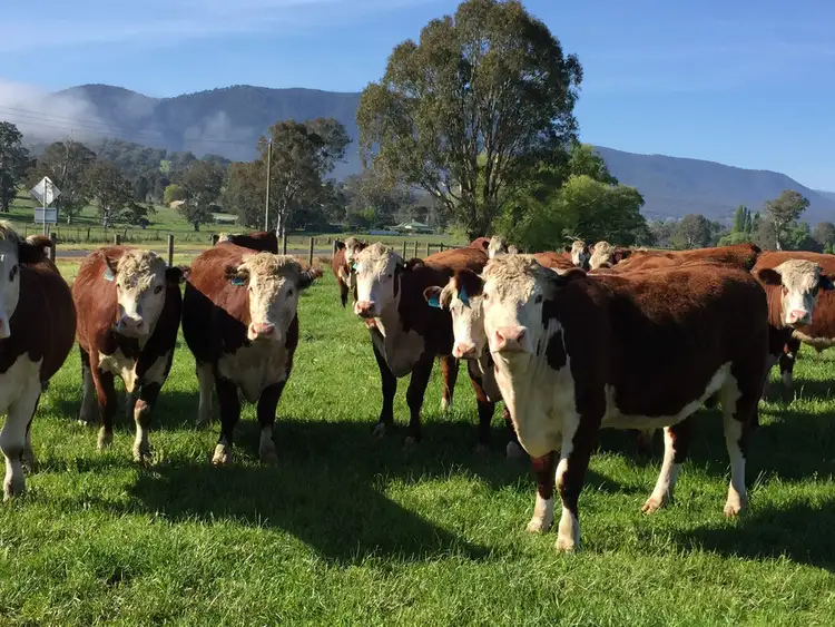 Fifth view of Homely rural property listing, 1235 Taggerty-Thornton Road, Thornton VIC 3712