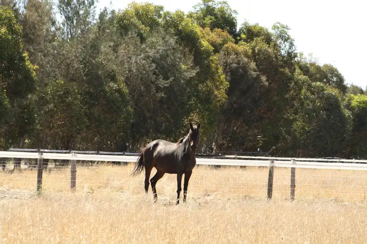 Main view of Homely rural property listing, 95 Carthy Road, Naracoorte SA 5271
