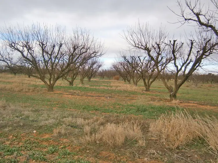 Sixth view of Homely rural property listing, 149 Vasey Road, Waikerie SA 5330