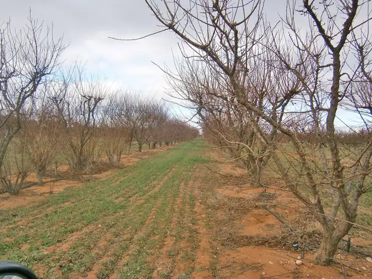 Seventh view of Homely rural property listing, 149 Vasey Road, Waikerie SA 5330