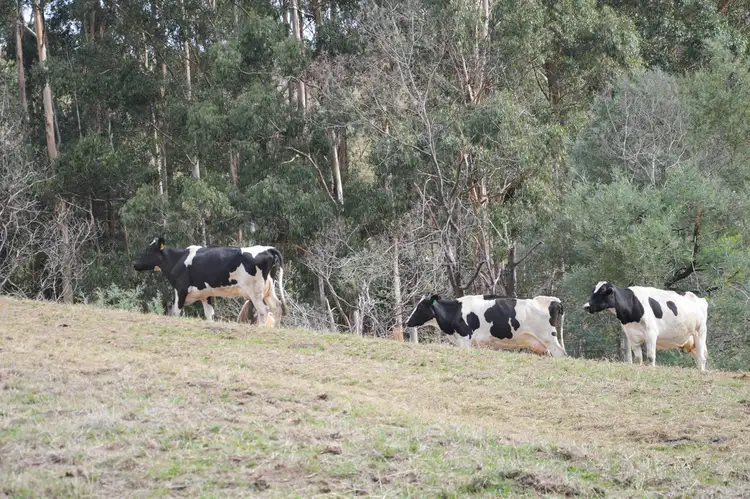 Third view of Homely rural property listing, 431 TERRITORY ROAD, Strzelecki VIC 3950