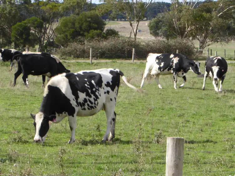 Second view of Homely rural property listing, 155 Lilleys Lane, Ecklin South VIC 3265