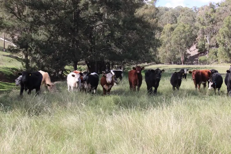 Fifth view of Homely rural property listing, 640 Chilcotts Creek Road "The Basins", Willow Tree NSW 2339