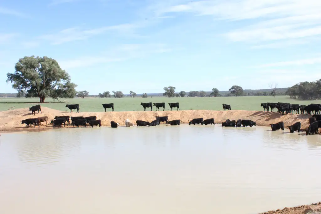Main view of Homely rural property listing, 1004 Boltons Creek rd, Weetaliba NSW 2395