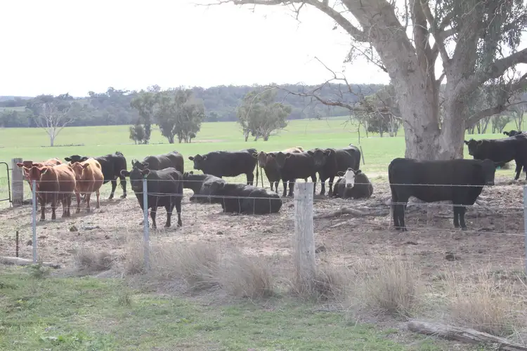 Seventh view of Homely rural property listing, 1004 Boltons Creek rd, Weetaliba NSW 2395