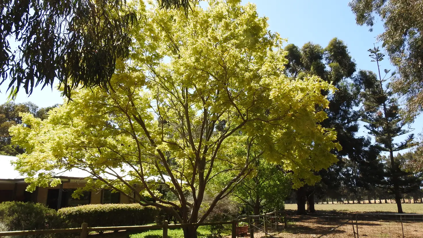 Main view of Homely rural property listing, 55 Carpenter Road, Wilyabrup WA 6280