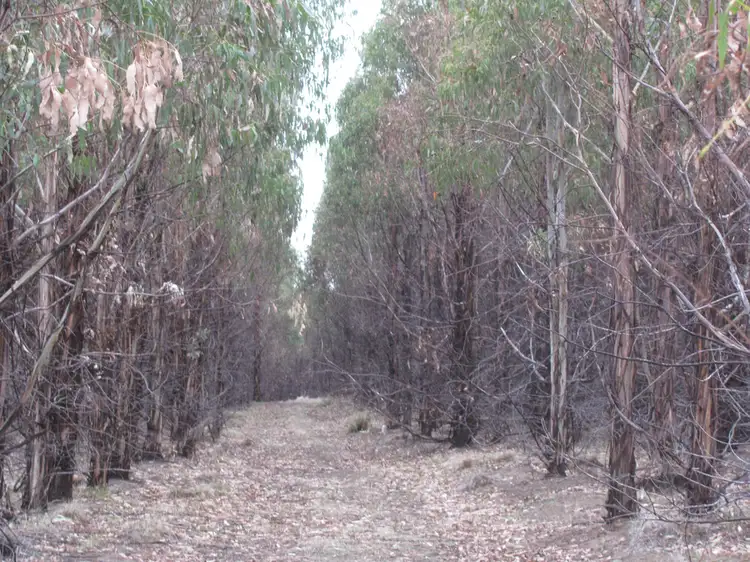Second view of Homely rural property listing, "Trap Hut" Meadsfield Road, Bothwell TAS 7030