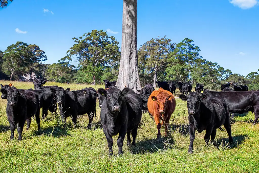 Main view of Homely land listing, 184 Princes Highway, Bodalla NSW 2545