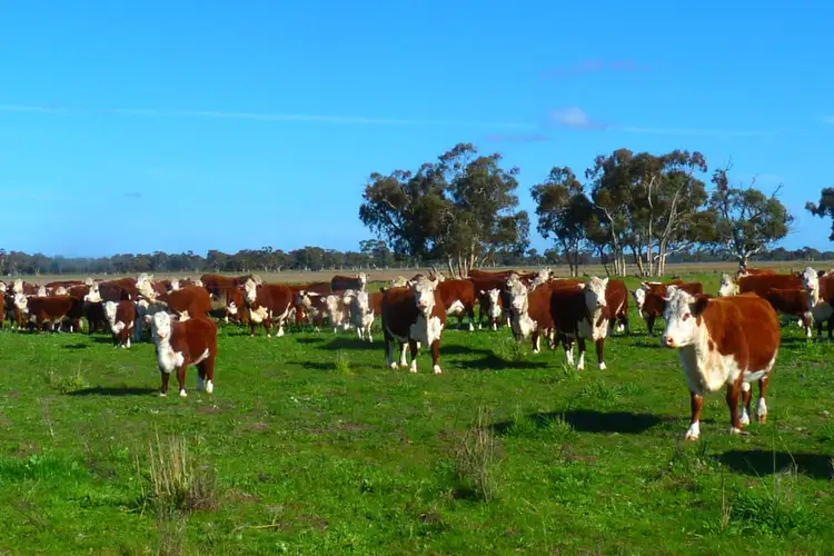 Second view of Homely rural property listing, 1591 Lucindale Road, Spence SA 5271