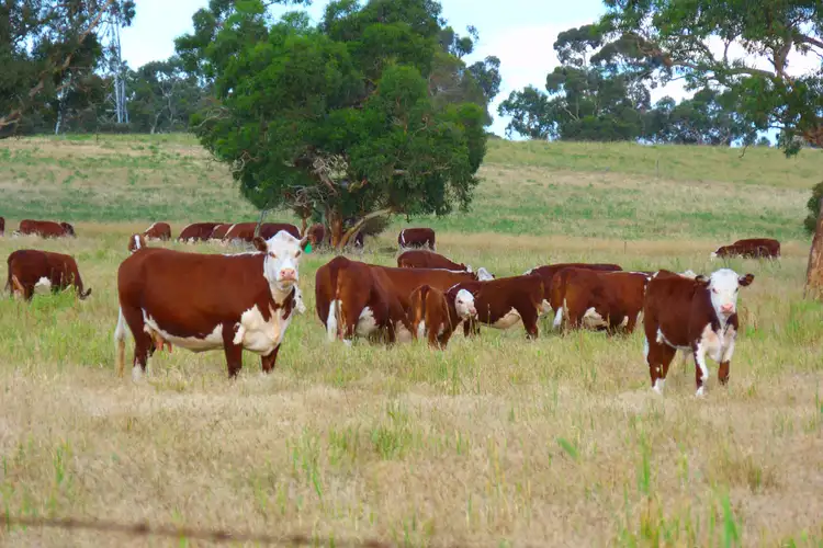 Third view of Homely rural property listing, 1591 Lucindale Road, Spence SA 5271