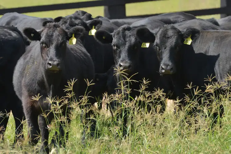 Fifth view of Homely rural property listing, 1344 Bakers Creek Road, Gloucester NSW 2422