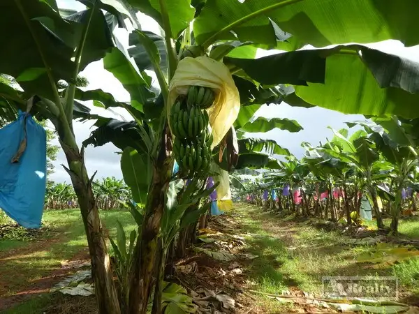 Seventh view of Homely rural property listing, Address available on request