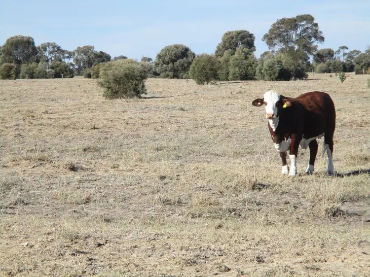 Main view of Homely rural property listing, 480 ACRES QUALITY GRAZING, Tara QLD 4421