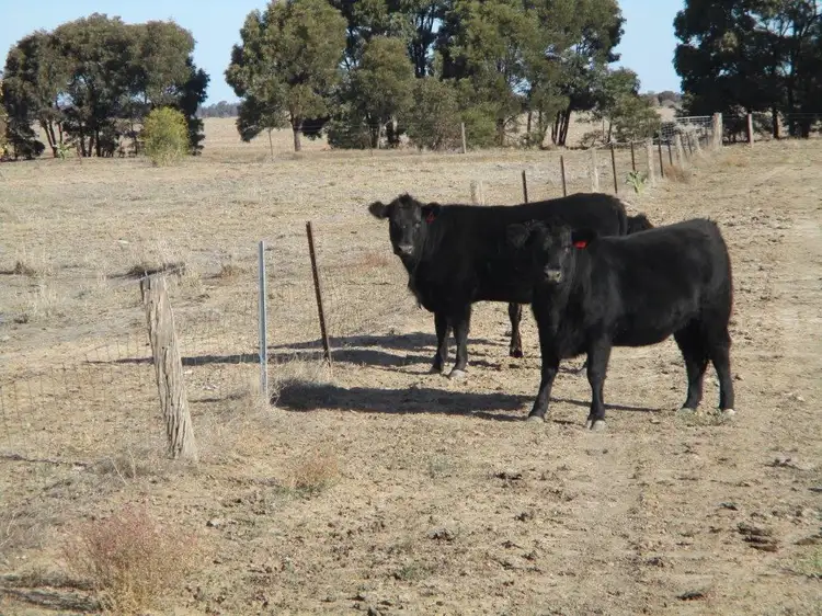 Fourth view of Homely rural property listing, 480 ACRES QUALITY GRAZING, Tara QLD 4421