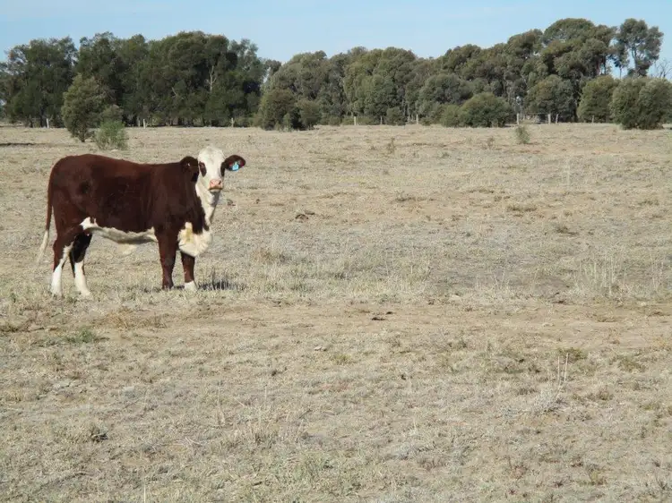 Sixth view of Homely rural property listing, 480 ACRES QUALITY GRAZING, Tara QLD 4421