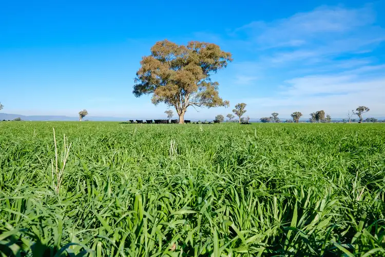 Third view of Homely rural property listing, 'Stonehaven' 269 Stonehaven Road, Holbrook NSW 2644