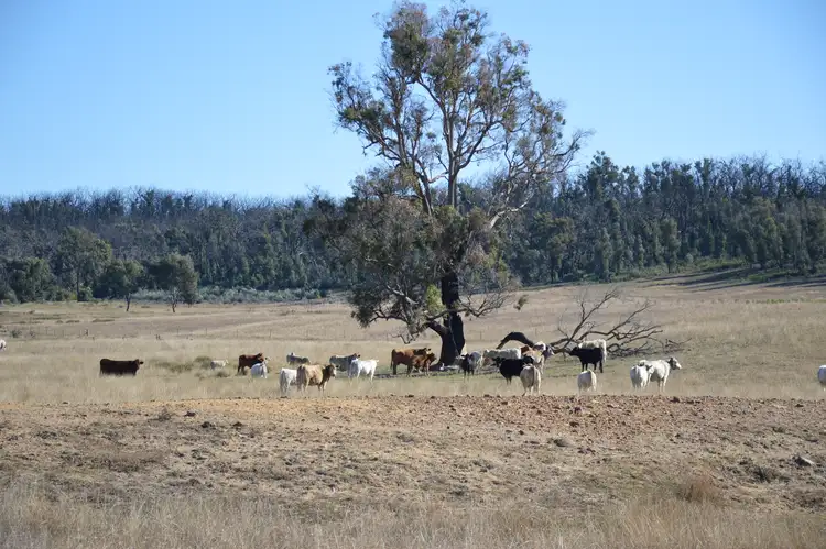 Sixth view of Homely rural property listing, Lots 133 & 134 Turill Bus Route, Turill, Mudgee NSW 2850