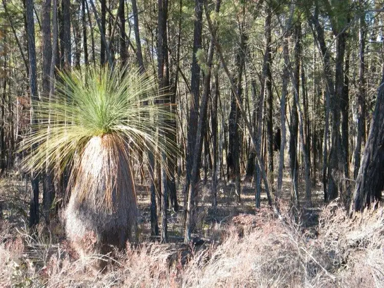 Main view of Homely rural property listing, 8000 Premer Road, Premer NSW 2381