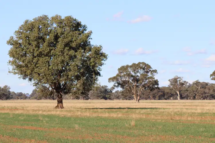 Second view of Homely rural property listing, 4603 ''Glengariff'' Condo/ Wyalong Road, West Wyalong NSW 2671