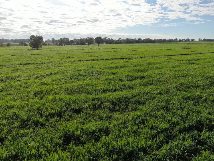 Main view of Homely rural property listing, 664 Fosters Lane, West Wyalong NSW 2671