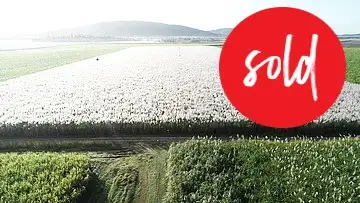 Main view of Homely rural property listing, 227 BLAIR ROAD, Proserpine QLD 4800