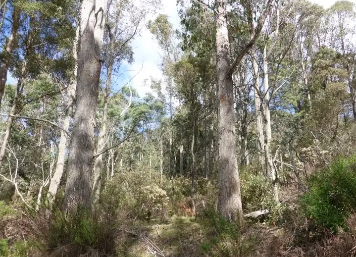 Fourth view of Homely land listing, Lot 1 Woodsdale Road, Levendale TAS 7120