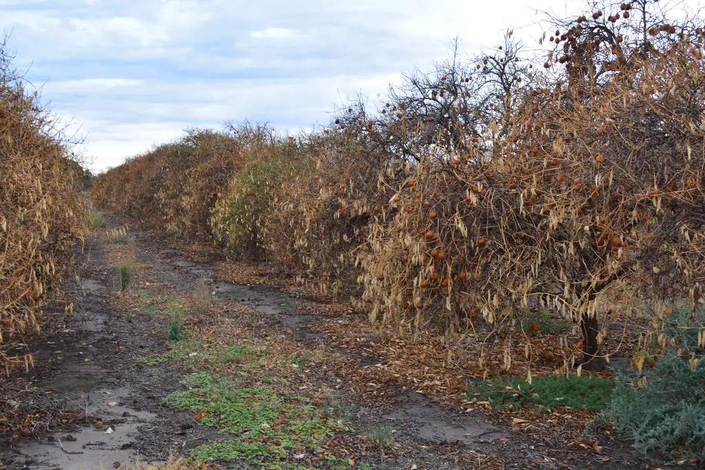 Main view of Homely rural property listing, 9 Channel Road, Curlwaa NSW 2648