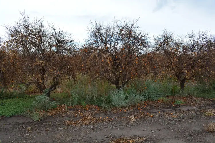 Second view of Homely rural property listing, 9 Channel Road, Curlwaa NSW 2648