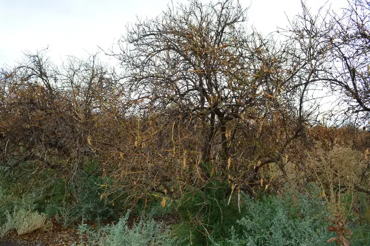 Third view of Homely rural property listing, 9 Channel Road, Curlwaa NSW 2648